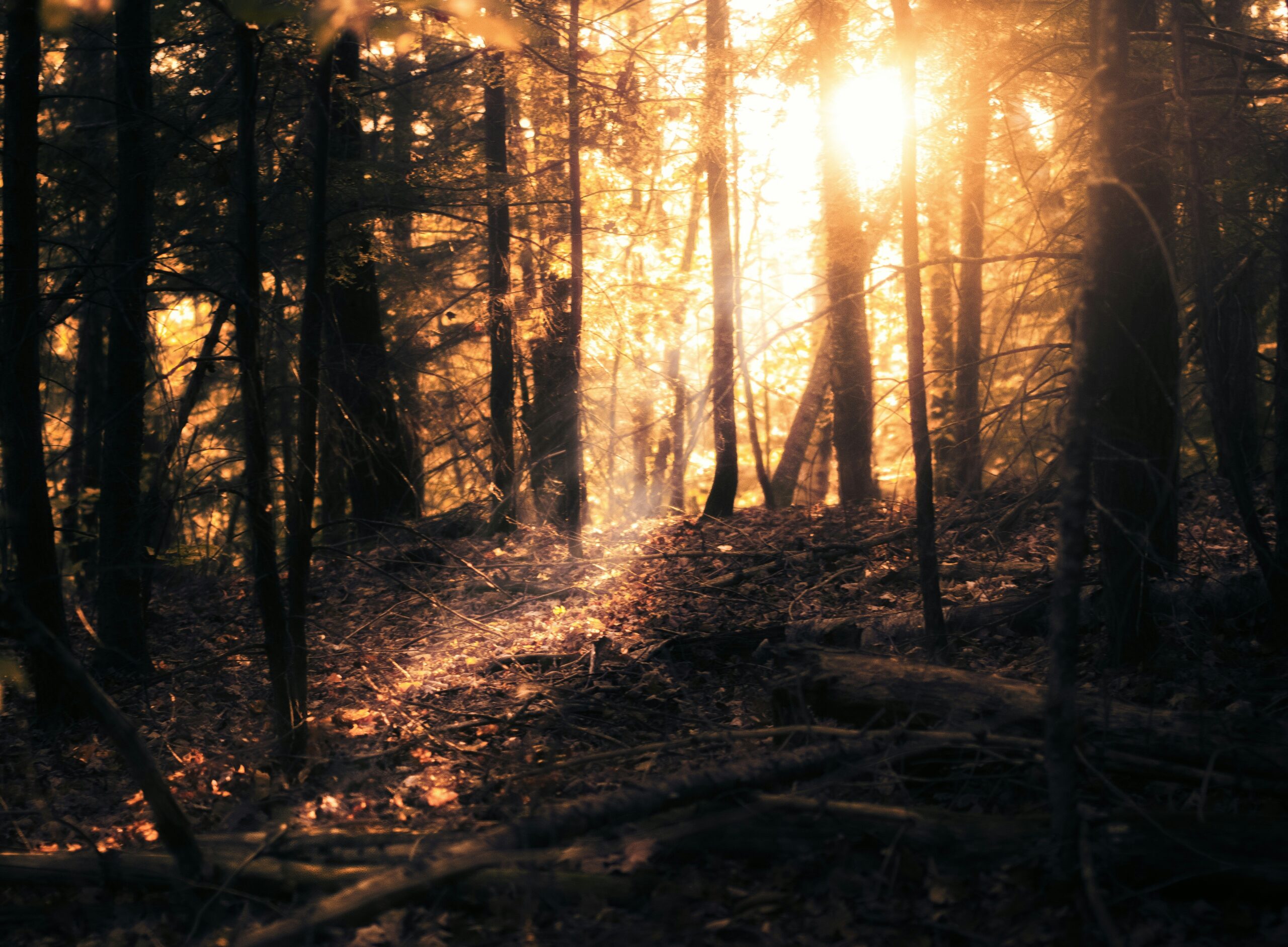 Varicose Veins. Microclots. Lymphedema. Circulatory Disorders. A path forward.
