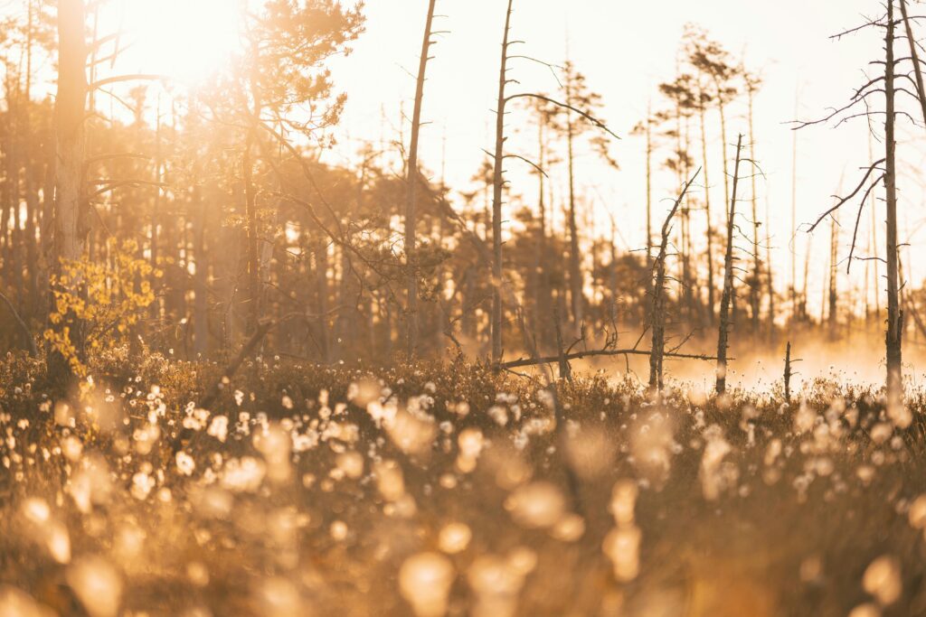 Lymphatic Disease - Golden field of cotton grass at sunset, blurred foreground and bare trees, symbolizing lymphatic congestion and chronic swelling.