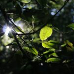 Microclots - Hidden microscope disruption in the endothelium