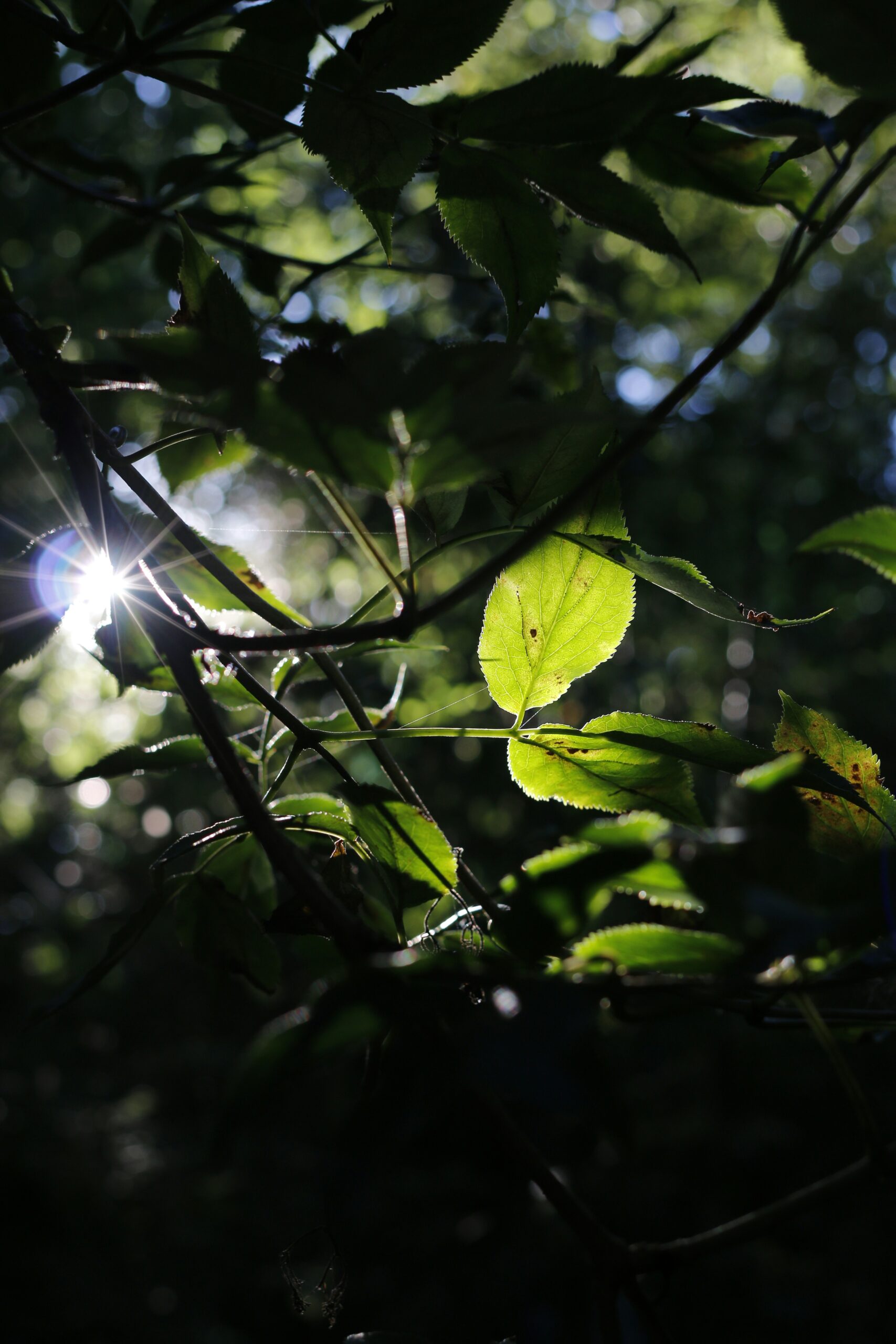 Microclots - Hidden microscope disruption in the endothelium