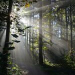 Peripheral Arterial Disease versus Chronic Venous Insufficiency