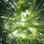 Looking up through tall green trees into a glowing canopy—evoking the dizzying feeling of upward motion, imbalance, and nature's disorienting beauty.