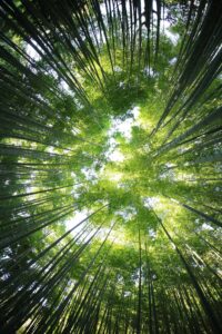 Looking up through tall green trees into a glowing canopy—evoking the dizzying feeling of upward motion, imbalance, and nature's disorienting beauty.