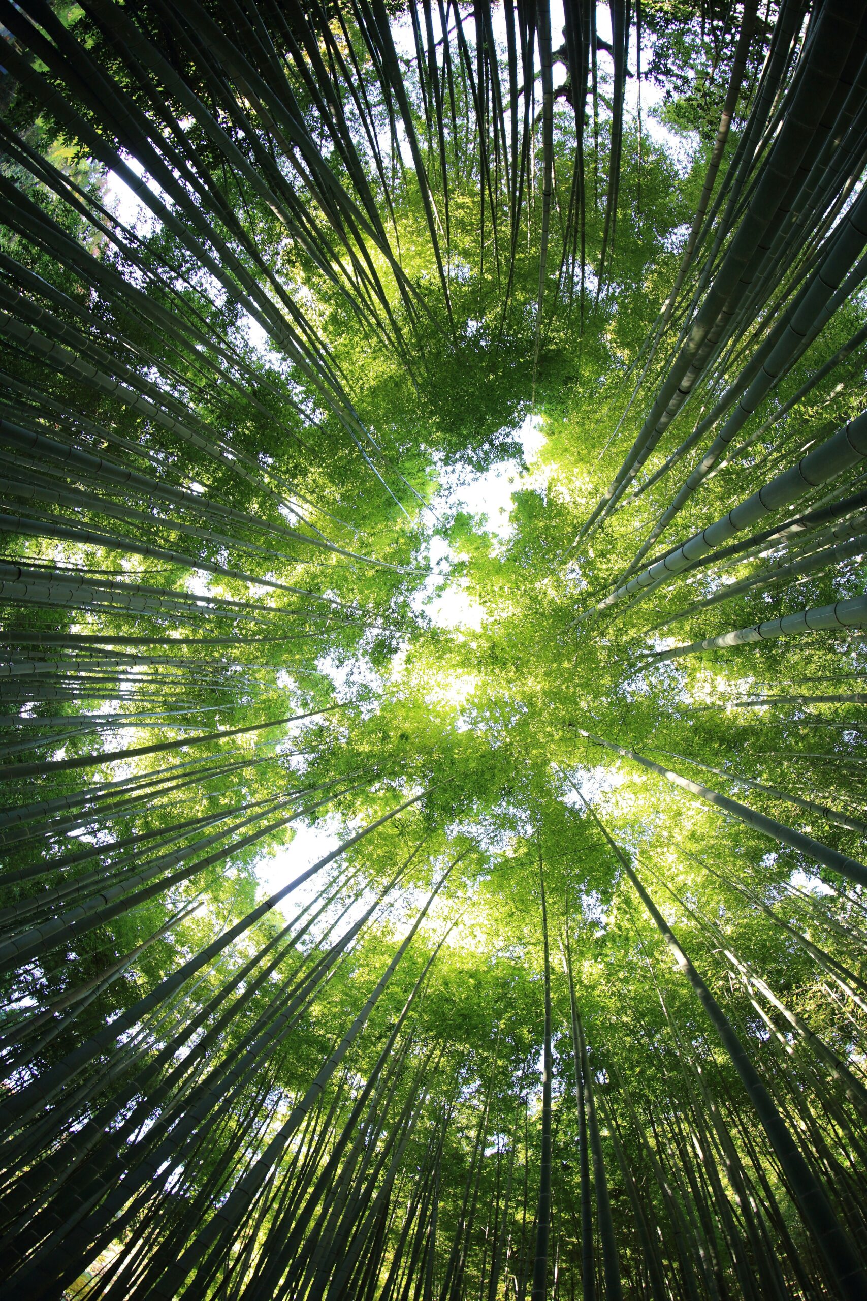 Looking up through tall green trees into a glowing canopy—evoking the dizzying feeling of upward motion, imbalance, and nature's disorienting beauty.